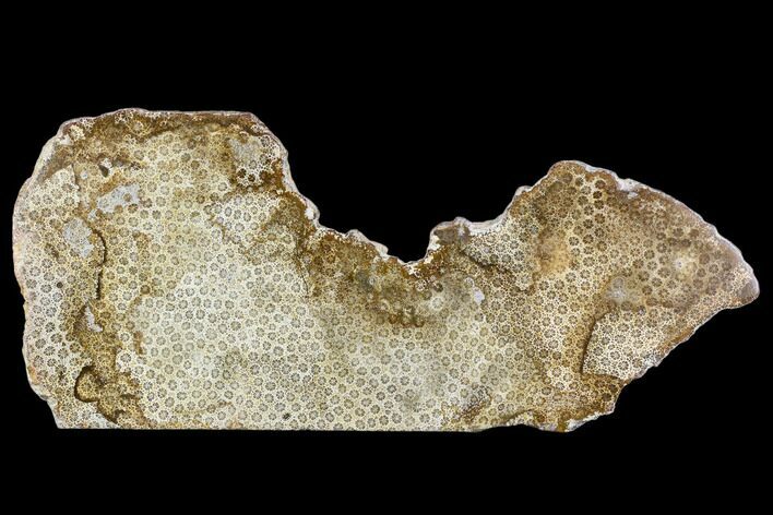 Polished, Fossil Coral Slab - Indonesia #112493